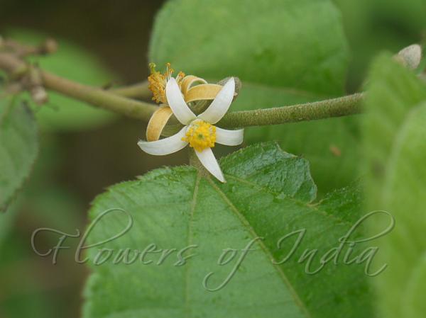 Mallow-Leaved Crossberry